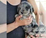 Puppy 1 Lab-Pointer-Poodle (Miniature) Mix