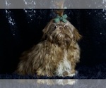 Small #9 Shih Tzu