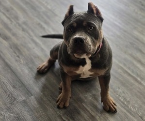 American Bully Puppy for sale in GLEN BURNIE, MD, USA