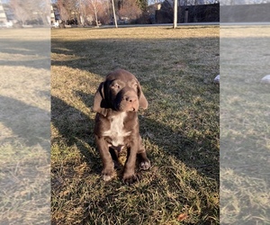 German Shorthaired Pointer-German Wirehaired Pointer Mix Puppy for sale in MOSCOW, ID, USA