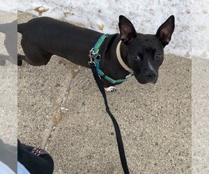 Persephone - Female Mutt Dog for Adoption - Photo #24