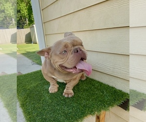 Father of the American Bully puppies born on 01/08/2025