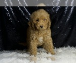 Small #3 Goldendoodle (Miniature)