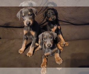 Doberman Pinscher Puppy for sale in ELIZABETHTOWN, IL, USA