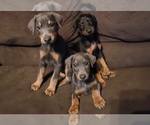 Small Doberman Pinscher