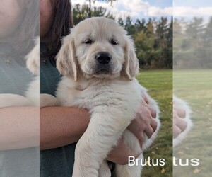 English Cream Golden Retriever Puppy for sale in NAVARRE, OH, USA