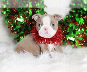Boston Terrier Puppy for sale in APPLE CREEK, OH, USA