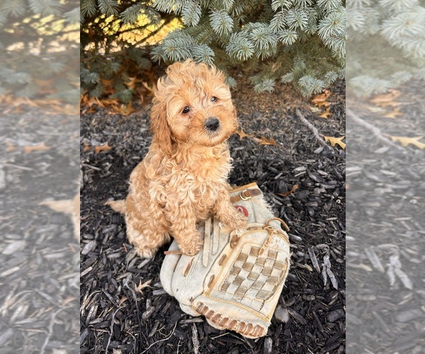 Medium Photo #3 Goldendoodle (Miniature) Puppy For Sale in MIDDLEBURY, IN, USA