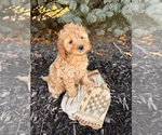 Small #2 Goldendoodle (Miniature)