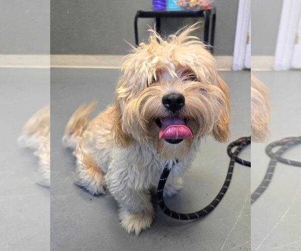 Medium Photo #1 Shih-Poo Puppy For Sale in Modesto, CA, USA