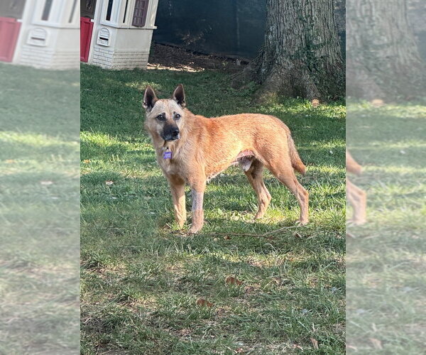 Medium Photo #8 Mutt Puppy For Sale in Springdale, PA, USA