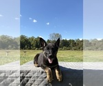 Small Photo #7 German Shepherd Dog Puppy For Sale in SUMPTER TWP, MI, USA