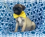 Small Photo #1 Pug Puppy For Sale in LAKELAND, FL, USA