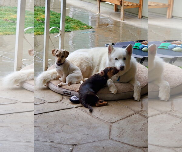 Medium Photo #7 Daug Puppy For Sale in Escondido, CA, USA