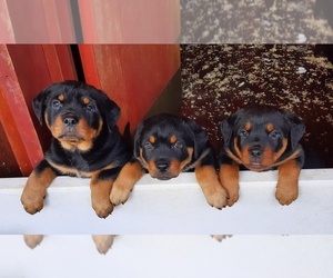 Rottweiler Puppy for sale in MILWAUKIE, OR, USA