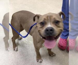 Mutt Dogs for adoption in Riverside, CA, USA