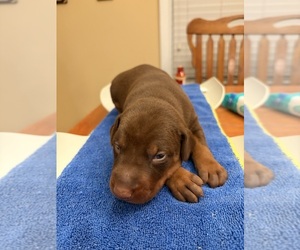 Doberman Pinscher Puppy for sale in PECK, KS, USA