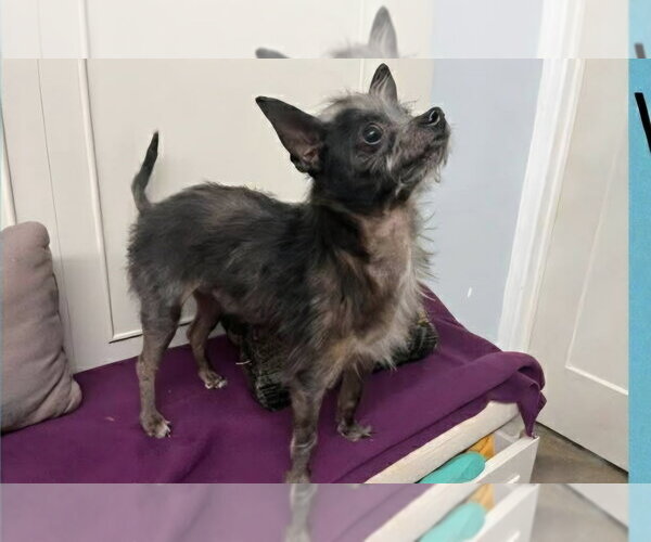 Medium Photo #3 Mutt Puppy For Sale in Aurora, IN, USA