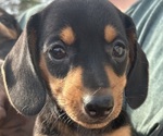 Small #5 Dachshund