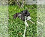 Small #5 Great Dane