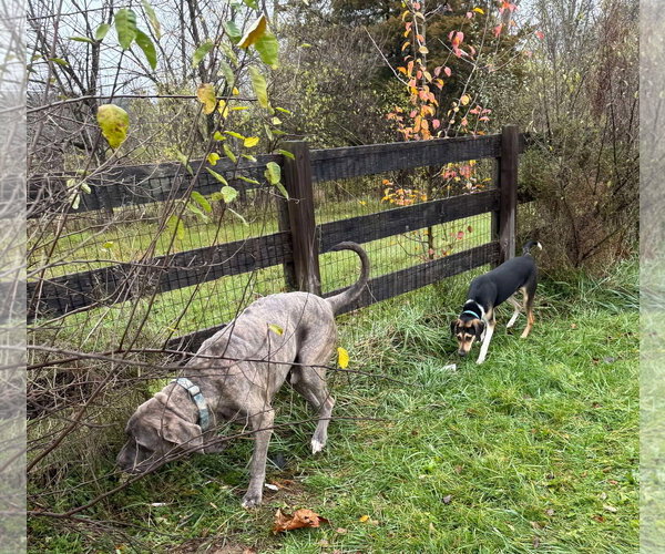 Medium Photo #31 Treeing Walker Coonhound-Unknown Mix Puppy For Sale in Germantown, OH, USA