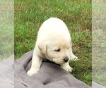 Small Photo #7 Labrador Retriever Puppy For Sale in OLYMPIA, WA, USA
