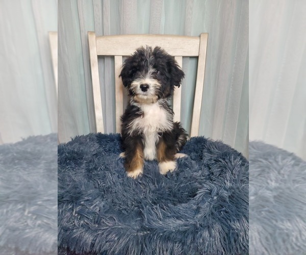 Medium Photo #1 Aussiedoodle Puppy For Sale in GOSHEN, IN, USA