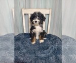Small Photo #1 Aussiedoodle Puppy For Sale in GOSHEN, IN, USA