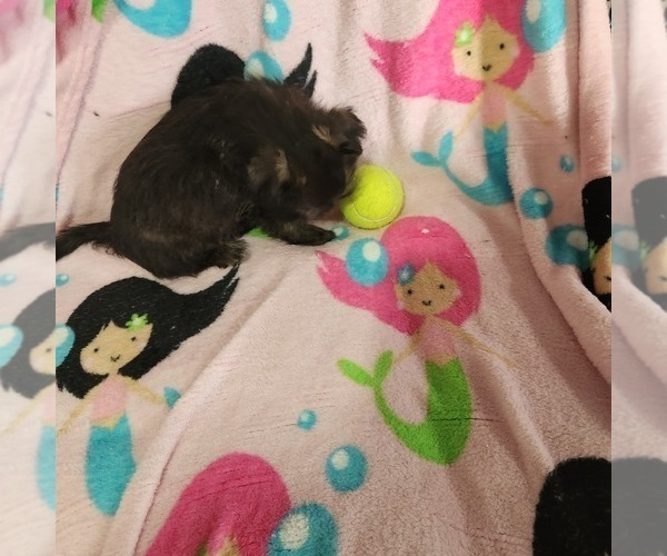 Medium Photo #3 Shorkie Tzu-Zuchon Mix Puppy For Sale in COWARD, SC, USA