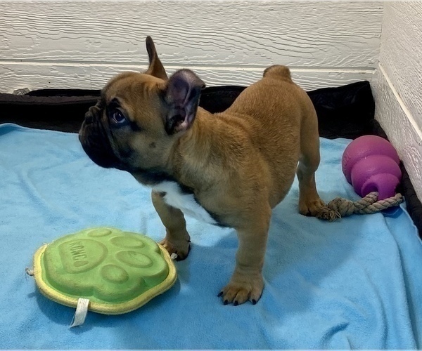 Medium Photo #1 French Bulldog Puppy For Sale in BOAZ, AL, USA
