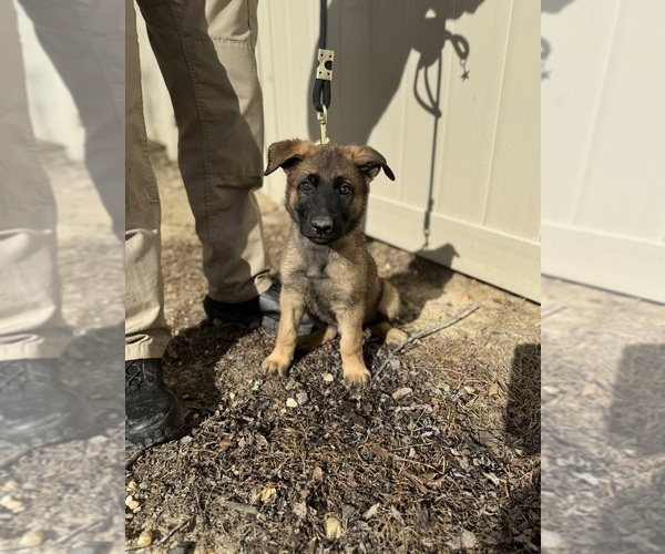 Medium Photo #2 German Malinois Puppy For Sale in FREDERICKSBURG, VA, USA