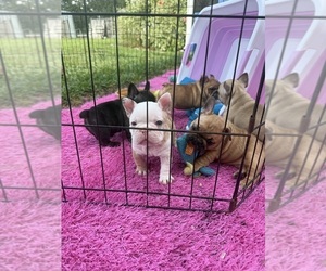 French Bulldog Puppy for Sale in DOVER, Florida USA