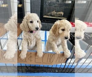 Goldendoodle Puppy for sale in PARKER, CO, USA