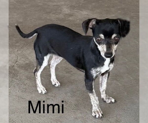 Medium Photo #2 Chiweenie Puppy For Sale in Genesee, WI, USA