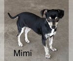 Small #1 Chiweenie