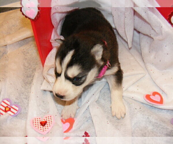 Full screen Photo #3 Siberian Husky Puppy For Sale in TERRE HAUTE, IN, USA