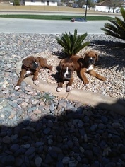 Boxer Puppy for sale in HESPERIA, CA, USA