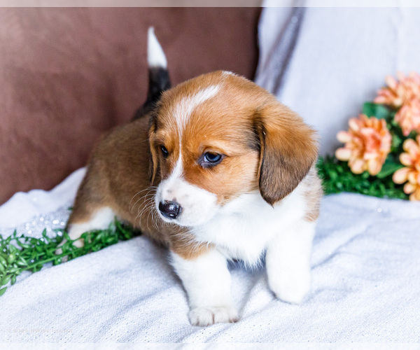 Medium Photo #8 Dorgi Puppy For Sale in WAKARUSA, IN, USA