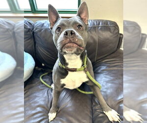 Mutt Dogs for adoption in Anchorage, AK, USA