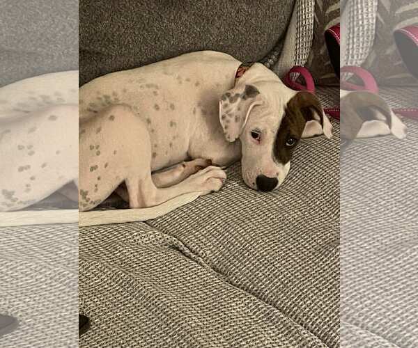 Medium Photo #3 Beagle-Unknown Mix Puppy For Sale in Hinton, WV, USA