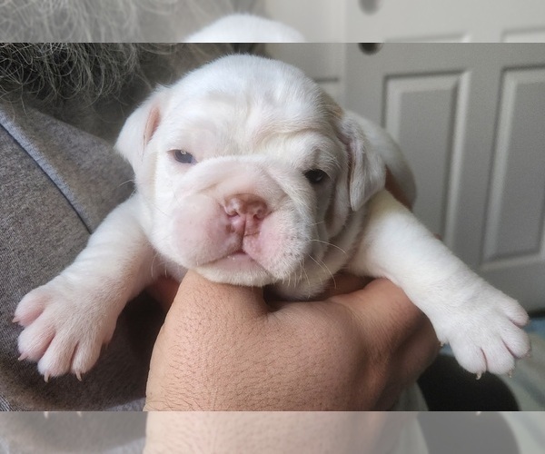 Medium Photo #2 Bulldog Puppy For Sale in PERRIS, CA, USA