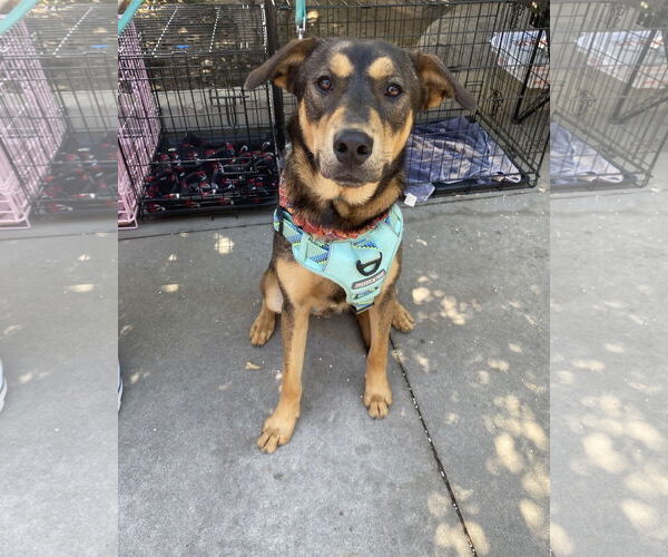 Medium Photo #4 Mutt Puppy For Sale in La Verne, CA, USA