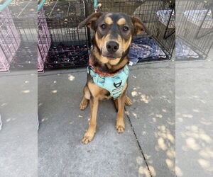 Zuko - Male Mutt Dog for Adoption - Photo #4