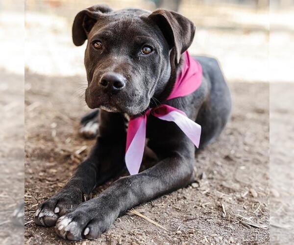 Medium Photo #1 American Staffordshire Terrier-Unknown Mix Puppy For Sale in San Antonio, TX, USA