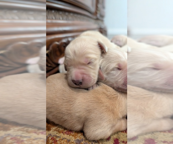 Medium Photo #10 English Cream Golden Retriever Puppy For Sale in ELVERTA, CA, USA