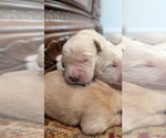 Small #9 English Cream Golden Retriever