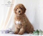 Small Photo #1 Goldendoodle (Miniature) Puppy For Sale in GORDONVILLE, PA, USA