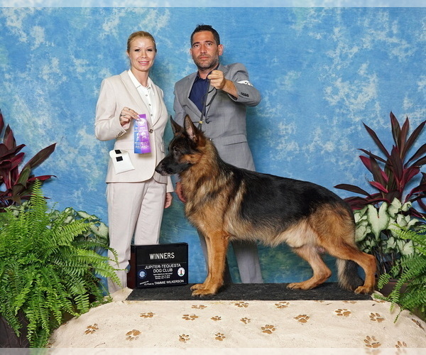 Medium Photo #6 German Shepherd Dog Puppy For Sale in MIAMI, FL, USA