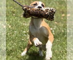 Small #1 Mutt