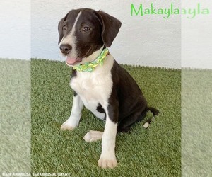 Borador Dogs for adoption in San Diego, CA, USA